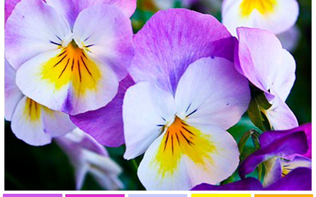 color inspiration: springtime pansies